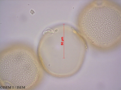 ISEM 1/Apodanthera_mandonii_29007/Apodanthera_mandonii_29007_0001(copy)_thumb.jpg